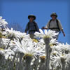 Ski Resort | Kosciuszko Alpine Guided Walks